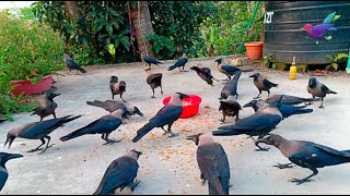 Kaka sound and noises of Crow birds  Crow Sound  Crow bird unity anger and sound for food P1203 [upl. by Thorvald]