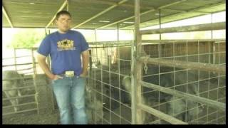 Showing FFA Pigs for Auction  Buying a Show Pig [upl. by Atirhs]