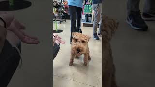 Its All Smiles Here At JB Pet Supplies [upl. by Ylime]