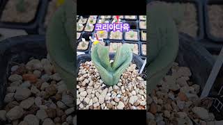 코리아다육키핑장 코노피튬 conophytum 반려식물 다육식물 아프리카식물 [upl. by Rimidalb]