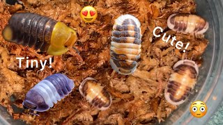 Unboxing Rare Isopods [upl. by Amyas844]