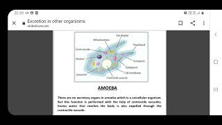 Other Excretory Organ [upl. by Eirahcaz148]