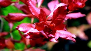 Aquarium Plants LUDWIGIA PALUSTRIS [upl. by Rand546]