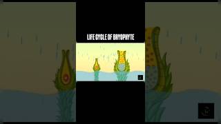 Life Cycle Of Bryophyte  viralvideo class11th bsc1styear neet plantkingdom bryophyta [upl. by Behm]