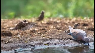 Bird Sounds of Lentorre [upl. by Arratal]