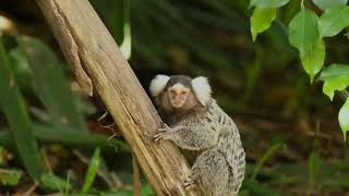 PygmyMarmosetshorts TinyMonkeyAmazonRainforestPrimateLife [upl. by Arbba442]