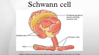 Schwann cell [upl. by Clementis]