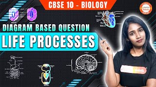 All Diagrams of Life Processes  Class 10 Biology  Science  CBSE Board Exam 2024 [upl. by Adnilem473]