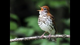 6 14 24 Wood Thrush  Yellow throated Vireo [upl. by Philpot]