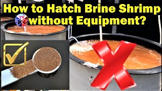 Brine Shrimp Eggs Hatching Without Equipment [upl. by Lubeck]