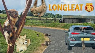 Monkeys Car Surfing at Longleat Safari Park [upl. by Noswal]