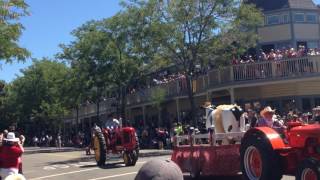 Cattle Drive In Pleasanton Alameda County Fair [upl. by Anelet888]