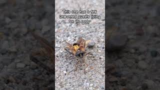 Stink bug with parasites On the sidewalk [upl. by Gretta]