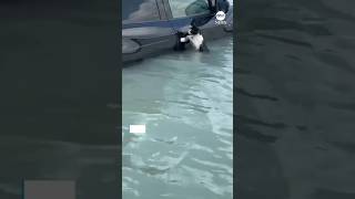 Rescue Story  Cat Saved in Flood cats catshorts kitten [upl. by Emlynn]