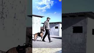 DOG TRAINING malinois dogtraining dog doglover pubg k9 dogbreed [upl. by Swope93]