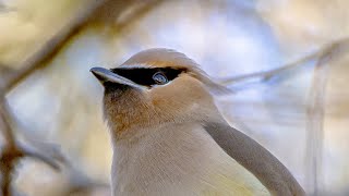 Cedar Waxwings and Robin [upl. by Ryder145]