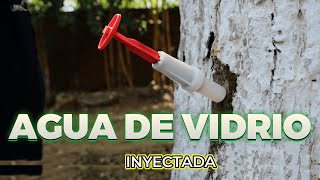 ¿CÓMO INYECTAR AGUA DE VIDRIO EN ÁRBOLES [upl. by Innus]