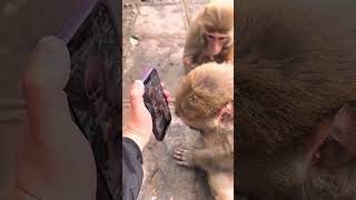 EP35 🐵 Amazing Monkey Moments  V Reels VReels168 [upl. by Kennett]