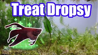 Treating Betta Fish Dropsy A Complete Scientific Step by Step Guide [upl. by Ahsemik]