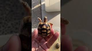 Baby testudo tortoise reptiles tortoise testudo [upl. by Wolfson803]