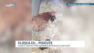 CLOSCA CU PISICUTE YOUTUBE [upl. by Llaccm207]