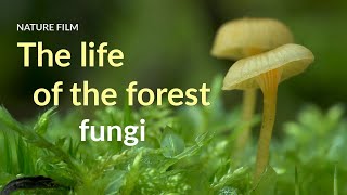 The life of the forest Fungi [upl. by Toll]