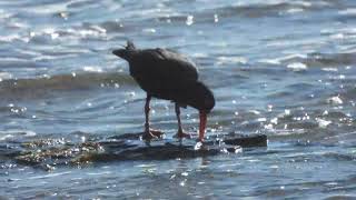 Sooty Oystercatchers feeding at low tide [upl. by Lammond]