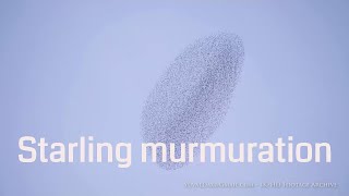 Best Starling Murmuration 4K [upl. by Teirtza597]