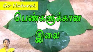 பெண்களுக்கான இலை Erythrina Variegata Coral tree Kalyana Murungai Keerai Benefits amp Uses in Tamil [upl. by Crawley]