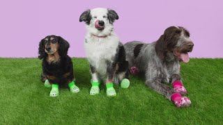 Crocs announces shoes for dogs [upl. by Zita]