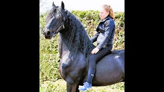 Julius STERFriesian Horses for sale httpswwwblacksterlingfriesianscom questions 4152722112 [upl. by Wira]