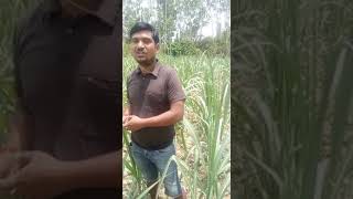 2 Unigold Ultra Sugarcane Surjeet Singh Bareilly [upl. by Ideih]