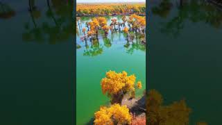 Populus euphratica 3000 yrs alive 3000 yrs against decay Tarim Basinxinjiang shorts china [upl. by Burnaby]