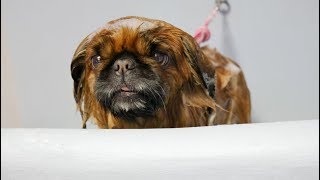 Grooming Guide  Full Grooming Pekingese 38 [upl. by Edny]