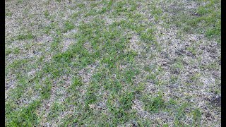 St Augustine Grass Disease Fungus Identification  TARR Take All Patch Crown Rot in North Texas [upl. by Maury282]