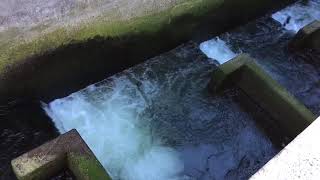 Salmon Climbing the Ladder at Ballard Locks [upl. by Arbmat]