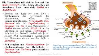 Quergestreifte Muskulatur 2 Anatomie und Physiologie  Muskelfaser Motorische Endplatte [upl. by Carmel580]