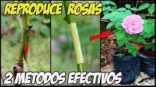 COMO REPRODUCIR ROSAS  DOS MÉTODOS EFECTIVOS [upl. by Chrysa]