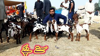 AMRITSERY BEETAL GOAT KIDS OF ZAFAR BHI IN SAHIWAL BAKRA MANDI [upl. by Rogovy]