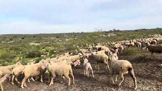 El sector primario y la burocracia que han creado para controlar el campo 😩 [upl. by Malinda441]