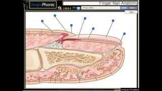 Anatomy of a finger nail  cuticle nail bed nail plate hyponychium nail matrix [upl. by Amedeo268]