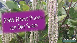 Top 8 PNW Native Plants for the Dry Shade Garden [upl. by Ennairb]