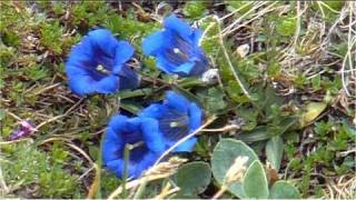 Welcome to MittenwaldBeautiful Alpine WorldKarwendelBavarian limesone AlpsMountain Gentian [upl. by Nowell]