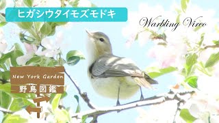 野鳥図鑑：Warbling Vireo ヒガシウタイモズモドキ [upl. by Namajneb]