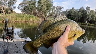 Yellowbelly Fishing  Golden Hour on the Murray [upl. by Eeryt]