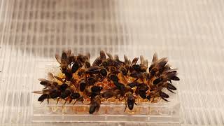 Captive Cliff Honey Bee Apis laboriosa Feeding on Honey [upl. by Ayekel5]