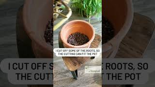 Potting a Propagated Monstera Cutting Simply amp In No Time [upl. by Kylen654]