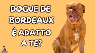 Dogue De Bordeaux Cosa Sapere [upl. by Vladi137]