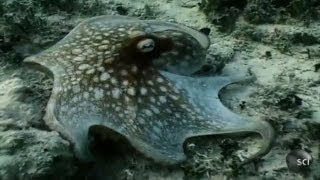 Underwater Chromatophores  Outrageous Acts of Science [upl. by Lavicrep224]