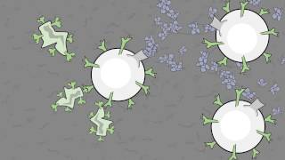 Video 11 Antigen Eating Phagocytes [upl. by Portland]